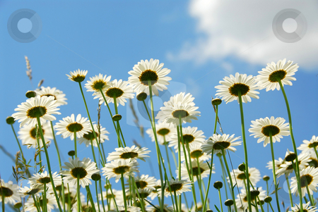 To use this stock image in your creative project, please select the size you need over to the right and click the "Add to Cart" button.
Your downloaded image will come with the Cutcaster watermark removed so don’t worry about the watermark you see on this page. Daises with blue sky stock photo, Summer daises with blue sky landscape by Elena Elisseeva