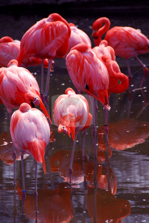 To use this stock image in your creative project, please select the size you need over to the right and click the "Add to Cart" button.
Your downloaded image will come with the Cutcaster watermark removed so don’t worry about the watermark you see on this page. Flamingo stock photo, Group of flamingoes by Elena Elisseeva