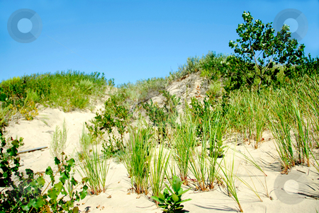 To use this stock image in your creative project, please select the size you need over to the right and click the "Add to Cart" button.
Your downloaded image will come with the Cutcaster watermark removed so don’t worry about the watermark you see on this page. Sand dunes stock photo, Sand dunes and blue sky by Elena Elisseeva