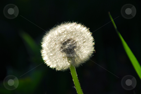 To use this stock image in your creative project, please select the size you need over to the right and click the "Add to Cart" button.
Your downloaded image will come with the Cutcaster watermark removed so don’t worry about the watermark you see on this page. Dandelion stock photo, White seeding dandelion in late afternoon sunlight with grass blade by Elena Elisseeva