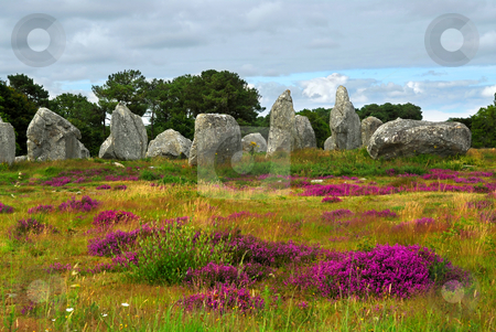 To use this stock image in your creative project, please select the size you need over to the right and click the "Add to Cart" button.
Your downloaded image will come with the Cutcaster watermark removed so don’t worry about the watermark you see on this page. Megalithic monuments in Brittany stock photo, Heather blooming among prehistoric megalithic monuments menhirs in Carnac area in Brittany, France by Elena Elisseeva