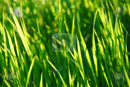 To use this stock image in your creative project, please select the size you need over to the right and click the "Add to Cart" button.
Your downloaded image will come with the Cutcaster watermark removed so don’t worry about the watermark you see on this page. Green grass stock photo, Green grass background by Elena Elisseeva
