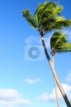 To use this stock image in your creative project, please select the size you need over to the right and click the "Add to Cart" button.
Your downloaded image will come with the Cutcaster watermark removed so don’t worry about the watermark you see on this page. Palms on blue sky stock photo, Tropical background of palms on blue sky by Elena Elisseeva