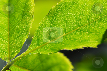To use this stock image in your creative project, please select the size you need over to the right and click the "Add to Cart" button.
Your downloaded image will come with the Cutcaster watermark removed so don’t worry about the watermark you see on this page. Green leaf stock photo, Extreme macro image of a green leaf by Elena Elisseeva