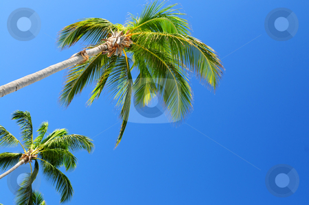 To use this stock image in your creative project, please select the size you need over to the right and click the "Add to Cart" button.
Your downloaded image will come with the Cutcaster watermark removed so don’t worry about the watermark you see on this page. Palms on blue sky background stock photo, Background of bright blue sky with palm tree tops by Elena Elisseeva