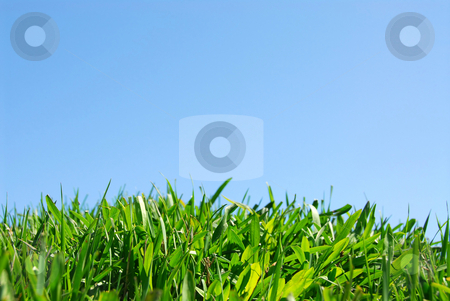 To use this stock image in your creative project, please select the size you need over to the right and click the "Add to Cart" button.
Your downloaded image will come with the Cutcaster watermark removed so don’t worry about the watermark you see on this page. Grass and sky stock photo, Grass and sky background by Elena Elisseeva