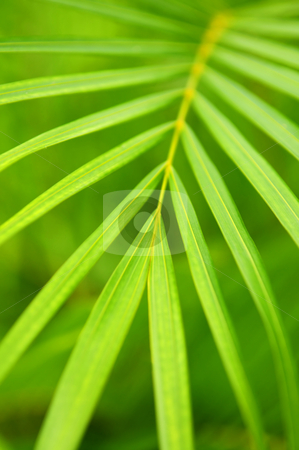 To use this stock image in your creative project, please select the size you need over to the right and click the "Add to Cart" button.
Your downloaded image will come with the Cutcaster watermark removed so don’t worry about the watermark you see on this page. Palm tree leaves stock photo, Botanical background of green palm tree leaves close up by Elena Elisseeva