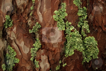 To use this stock image in your creative project, please select the size you need over to the right and click the "Add to Cart" button.
Your downloaded image will come with the Cutcaster watermark removed so don’t worry about the watermark you see on this page. Pine tree bark stock photo, Pine tree bark can be home to interesting lichen like growth (05/30/2008). by Dennis Thomsen