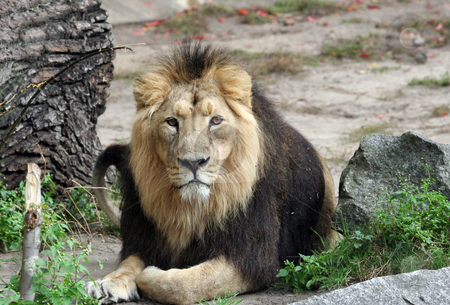 To use this stock image in your creative project, please select the size you need over to the right and click the "Add to Cart" button.
Your downloaded image will come with the Cutcaster watermark removed so don’t worry about the watermark you see on this page. Portrait of sad looking male lion stock photo, Portrait of sad looking male lion by Martin Crowdy