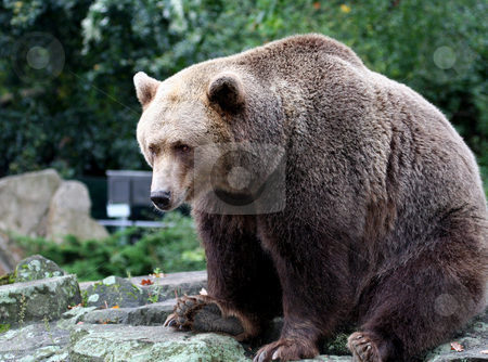 To use this stock image in your creative project, please select the size you need over to the right and click the "Add to Cart" button.
Your downloaded image will come with the Cutcaster watermark removed so don’t worry about the watermark you see on this page. Portrait of Brown Bear stock photo, Portrait of Brown Bear showig details. by Martin Crowdy