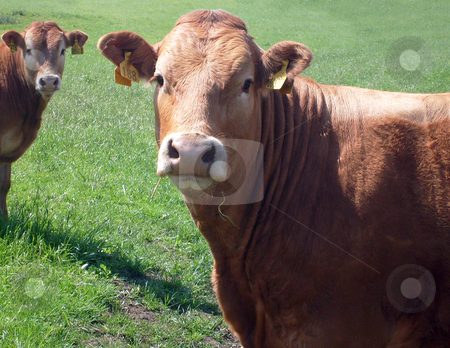 To use this stock image in your creative project, please select the size you need over to the right and click the "Add to Cart" button.
Your downloaded image will come with the Cutcaster watermark removed so don’t worry about the watermark you see on this page. Portrait of brown beef cow stock photo, Beef cow stood in countryside, England. by Martin Crowdy