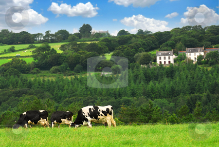 To use this stock image in your creative project, please select the size you need over to the right and click the "Add to Cart" button.
Your downloaded image will come with the Cutcaster watermark removed so don’t worry about the watermark you see on this page. Cows in a pasture stock photo, Cows grazing on a green pasture in rural Brittany, France by Elena Elisseeva