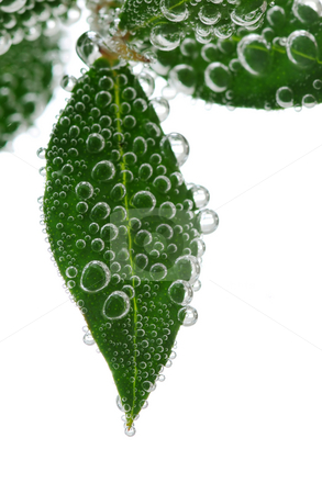 To use this stock image in your creative project, please select the size you need over to the right and click the "Add to Cart" button.
Your downloaded image will come with the Cutcaster watermark removed so don’t worry about the watermark you see on this page. Green leaves in water stock photo, Green leaves of a plant submerged in water with air bubbles by Elena Elisseeva
