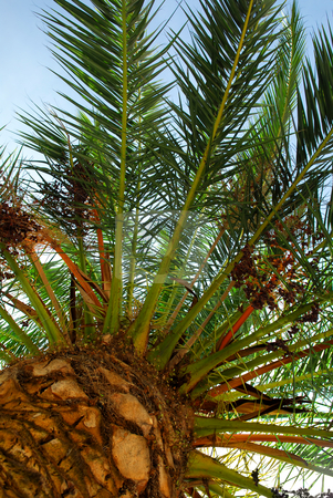 To use this stock image in your creative project, please select the size you need over to the right and click the "Add to Cart" button.
Your downloaded image will come with the Cutcaster watermark removed so don’t worry about the watermark you see on this page. Palm tree canopy stock photo, Canopy of a young date palm tree by Elena Elisseeva