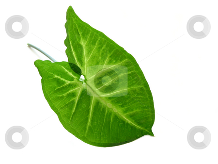 To use this stock image in your creative project, please select the size you need over to the right and click the "Add to Cart" button.
Your downloaded image will come with the Cutcaster watermark removed so don’t worry about the watermark you see on this page. Green leaf over white stock photo, Green leaf isolated on white background by Elena Elisseeva