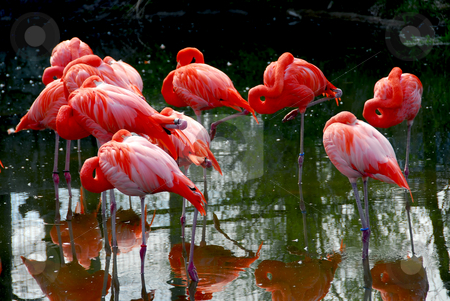 To use this stock image in your creative project, please select the size you need over to the right and click the "Add to Cart" button.
Your downloaded image will come with the Cutcaster watermark removed so don’t worry about the watermark you see on this page. Flamingoes stock photo, Several colorful pink flamingoes standing in water by Elena Elisseeva