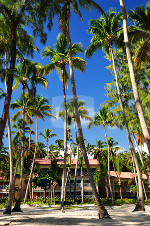 To use this stock image in your creative project, please select the size you need over to the right and click the "Add to Cart" button.
Your downloaded image will come with the Cutcaster watermark removed so don’t worry about the watermark you see on this page. Tropical resort stock photo, Palm trees surrounding a hotel at tropical resort in Dominican Republic by Elena Elisseeva