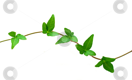 To use this stock image in your creative project, please select the size you need over to the right and click the "Add to Cart" button.
Your downloaded image will come with the Cutcaster watermark removed so don’t worry about the watermark you see on this page. Green ivy on white stock photo, Botanical design element on white background: green ivy branch by Elena Elisseeva