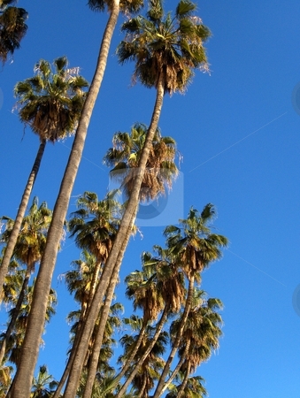 To use this stock image in your creative project, please select the size you need over to the right and click the "Add to Cart" button.
Your downloaded image will come with the Cutcaster watermark removed so don’t worry about the watermark you see on this page. Spanish Palm Trees stock photo, Palm trees isolated against a clear blue sky. by Jessica Tooley