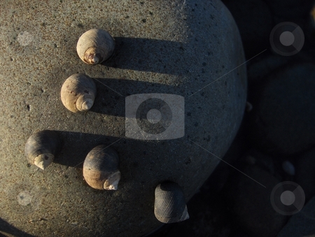 To use this stock image in your creative project, please select the size you need over to the right and click the "Add to Cart" button.
Your downloaded image will come with the Cutcaster watermark removed so don’t worry about the watermark you see on this page. Snails stock photo, Five snails clinging to a stone on a beach. by Jessica Tooley