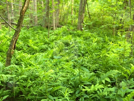 To use this stock image in your creative project, please select the size you need over to the right and click the "Add to Cart" button.
Your downloaded image will come with the Cutcaster watermark removed so don’t worry about the watermark you see on this page. Undergrowth stock photo, Bright green undergrowth in a deciduous forest by Jessica Tooley