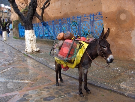 To use this stock image in your creative project, please select the size you need over to the right and click the "Add to Cart" button.
Your downloaded image will come with the Cutcaster watermark removed so don’t worry about the watermark you see on this page. Donkey stock photo, Pack animal with a brightly colored load in Chefchouen, Morocco. by Jessica Tooley