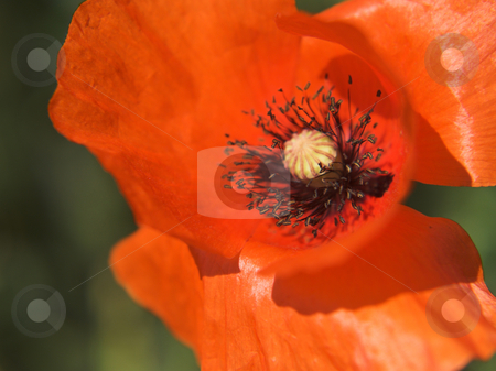 To use this stock image in your creative project, please select the size you need over to the right and click the "Add to Cart" button.
Your downloaded image will come with the Cutcaster watermark removed so don’t worry about the watermark you see on this page. Poppie stock photo, Red poppie by Pier Luigi Ricci