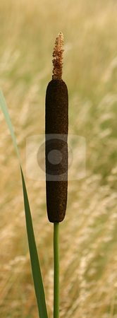 To use this stock image in your creative project, please select the size you need over to the right and click the "Add to Cart" button.
Your downloaded image will come with the Cutcaster watermark removed so don’t worry about the watermark you see on this page. Cattail stock photo, by Kjell Westergren