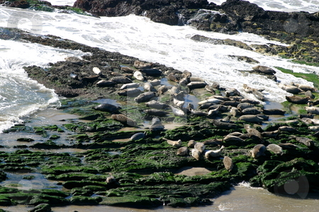 To use this stock image in your creative project, please select the size you need over to the right and click the "Add to Cart" button.
Your downloaded image will come with the Cutcaster watermark removed so don’t worry about the watermark you see on this page. Seals stock photo, Seals at the coast at the Carpinteria Harbor Seal Rookery by Henrik Lehnerer
