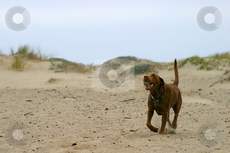 To use this stock image in your creative project, please select the size you need over to the right and click the "Add to Cart" button.
Your downloaded image will come with the Cutcaster watermark removed so don’t worry about the watermark you see on this page. Bring The Ball stock photo, Brown dog retrieving a ball at the beach. by Henrik Lehnerer