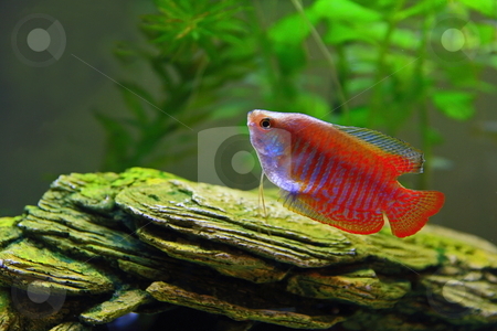 To use this stock image in your creative project, please select the size you need over to the right and click the "Add to Cart" button.
Your downloaded image will come with the Cutcaster watermark removed so don’t worry about the watermark you see on this page. Gurami stock photo, Gourami tropical freshwater fish by Jack Schiffer