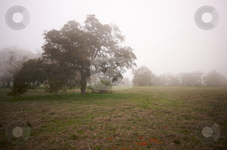 To use this stock image in your creative project, please select the size you need over to the right and click the "Add to Cart" button.
Your downloaded image will come with the Cutcaster watermark removed so don’t worry about the watermark you see on this page. Foggy Countryside and Oak Trees stock photo, Foggy Countryside with Majestic Oak Trees by Andy Dean