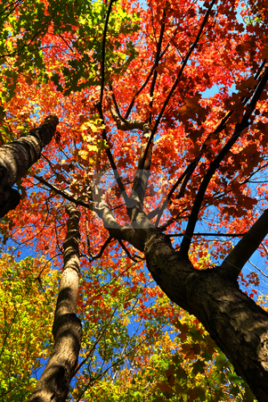 To use this stock image in your creative project, please select the size you need over to the right and click the "Add to Cart" button.
Your downloaded image will come with the Cutcaster watermark removed so don’t worry about the watermark you see on this page. Autumn maple trees stock photo, Colorful fall forest on a warm autumn day by Elena Elisseeva