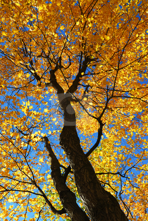 To use this stock image in your creative project, please select the size you need over to the right and click the "Add to Cart" button.
Your downloaded image will come with the Cutcaster watermark removed so don’t worry about the watermark you see on this page. Fall maple trees stock photo, Fall maple trees glowing in sunshine with blue sky background by Elena Elisseeva