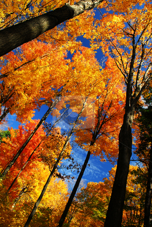 To use this stock image in your creative project, please select the size you need over to the right and click the "Add to Cart" button.
Your downloaded image will come with the Cutcaster watermark removed so don’t worry about the watermark you see on this page. Autumn forest stock photo, Canopies of tall autumn trees in sunny fall forest by Elena Elisseeva