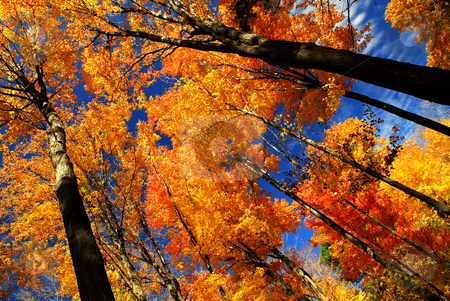 To use this stock image in your creative project, please select the size you need over to the right and click the "Add to Cart" button.
Your downloaded image will come with the Cutcaster watermark removed so don’t worry about the watermark you see on this page. Fall maple trees stock photo, Fall maple trees glowing in sunshine with blue sky background by Elena Elisseeva