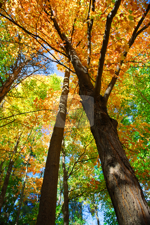 To use this stock image in your creative project, please select the size you need over to the right and click the "Add to Cart" button.
Your downloaded image will come with the Cutcaster watermark removed so don’t worry about the watermark you see on this page. Fall forest stock photo, Colorful fall forest on a warm autumn day by Elena Elisseeva