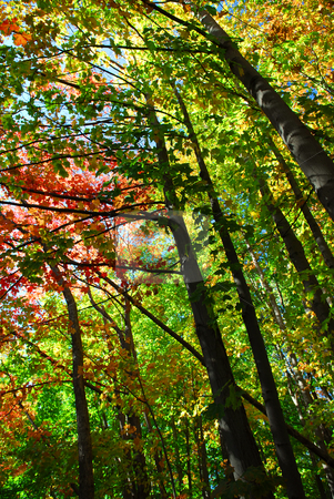 To use this stock image in your creative project, please select the size you need over to the right and click the "Add to Cart" button.
Your downloaded image will come with the Cutcaster watermark removed so don’t worry about the watermark you see on this page. Fall forest stock photo, Colorful fall forest on a warm autumn day by Elena Elisseeva