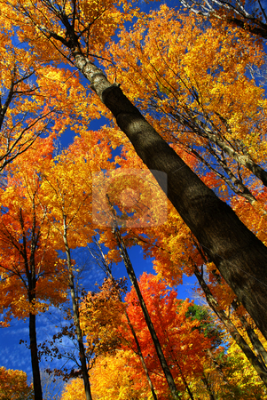 To use this stock image in your creative project, please select the size you need over to the right and click the "Add to Cart" button.
Your downloaded image will come with the Cutcaster watermark removed so don’t worry about the watermark you see on this page. Fall maple trees stock photo, Fall maple trees on warm autumn day by Elena Elisseeva