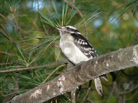 To use this stock image in your creative project, please select the size you need over to the right and click the "Add to Cart" button.
Your downloaded image will come with the Cutcaster watermark removed so don’t worry about the watermark you see on this page. Woodpecker Stunned by Flash stock photo, A young woodpecker perched on a pine tree limb is frozen by the camera flash. by Dennis Thomsen