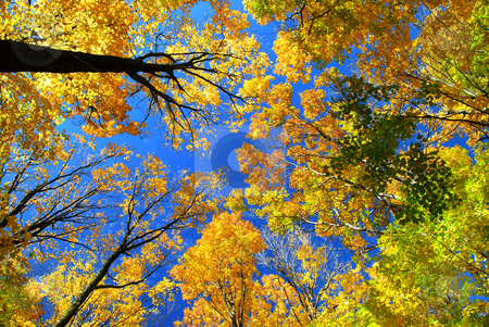 To use this stock image in your creative project, please select the size you need over to the right and click the "Add to Cart" button.
Your downloaded image will come with the Cutcaster watermark removed so don’t worry about the watermark you see on this page. Fall maple trees stock photo, Fall maple trees on a warm autumn day by Elena Elisseeva