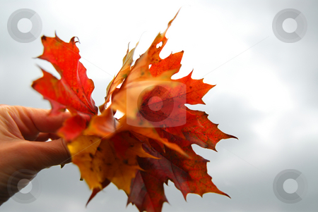 To use this stock image in your creative project, please select the size you need over to the right and click the "Add to Cart" button.
Your downloaded image will come with the Cutcaster watermark removed so don’t worry about the watermark you see on this page. Maple leaves in hand stock photo, Closeup on a hand holding a bunch of bright fall maple leaves against grey overcast sky by Elena Elisseeva