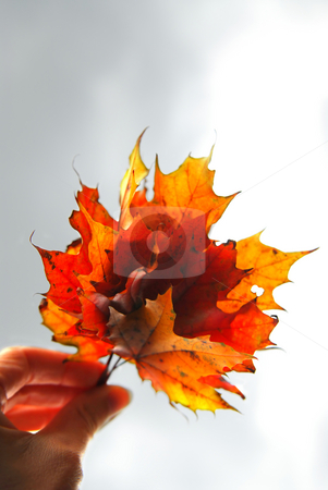 To use this stock image in your creative project, please select the size you need over to the right and click the "Add to Cart" button.
Your downloaded image will come with the Cutcaster watermark removed so don’t worry about the watermark you see on this page. Maple leaves in hand stock photo, Closeup on a hand holding a bunch of bright fall maple leaves against grey overcast sky by Elena Elisseeva