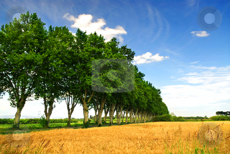 To use this stock image in your creative project, please select the size you need over to the right and click the "Add to Cart" button.
Your downloaded image will come with the Cutcaster watermark removed so don’t worry about the watermark you see on this page. French country road stock photo, Landscape with a country road lined with sycamore trees in southern France by Elena Elisseeva