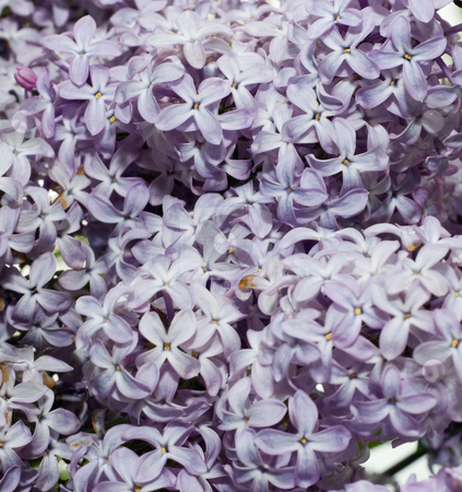 To use this stock image in your creative project, please select the size you need over to the right and click the "Add to Cart" button.
Your downloaded image will come with the Cutcaster watermark removed so don’t worry about the watermark you see on this page. Lilac Background stock photo, A close-up view of a background of lilac flowers by Richard Nelson