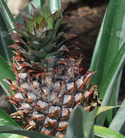 To use this stock image in your creative project, please select the size you need over to the right and click the "Add to Cart" button.
Your downloaded image will come with the Cutcaster watermark removed so don’t worry about the watermark you see on this page. Wild Pineapple stock photo, Wild pineapple growing on the ground by Marburg