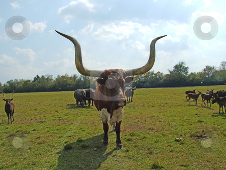 To use this stock image in your creative project, please select the size you need over to the right and click the "Add to Cart" button.
Your downloaded image will come with the Cutcaster watermark removed so don’t worry about the watermark you see on this page. Texas LongHorn stock photo, Texas LongHorn facing camera by Marburg