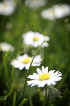 To use this stock image in your creative project, please select the size you need over to the right and click the "Add to Cart" button.
Your downloaded image will come with the Cutcaster watermark removed so don’t worry about the watermark you see on this page. Tiny White stock photo, Close-up of small white flowers and a single blade of grass. by Nathan Smith
