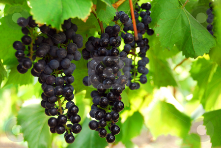 To use this stock image in your creative project, please select the size you need over to the right and click the "Add to Cart" button.
Your downloaded image will come with the Cutcaster watermark removed so don’t worry about the watermark you see on this page. Grapes stock photo, Bunches of red grapes growing on a vine by Elena Elisseeva
