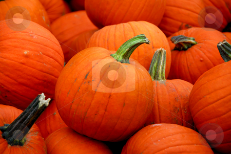 To use this stock image in your creative project, please select the size you need over to the right and click the "Add to Cart" button.
Your downloaded image will come with the Cutcaster watermark removed so don’t worry about the watermark you see on this page. Pumpkins stock photo, Bright orange cooking pumpkins for sale by Elena Elisseeva